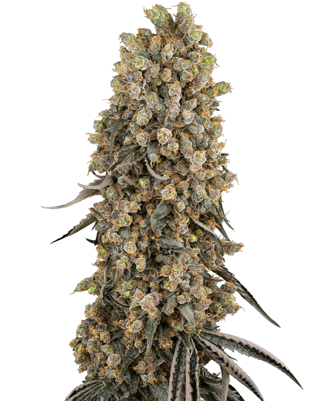 Atomic Blue Dream