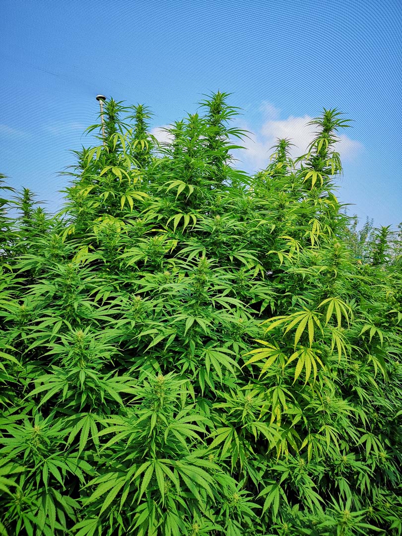 Mazzal Kush