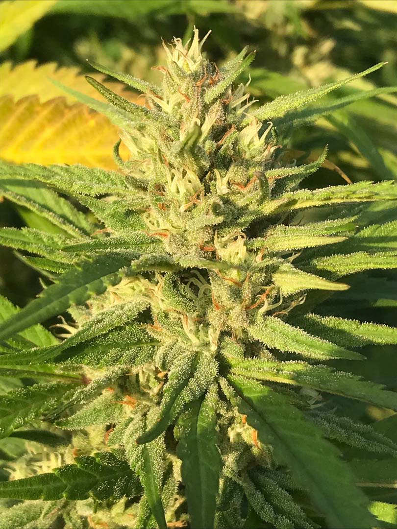 Mazzal Kush