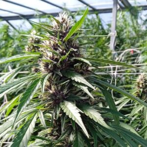 Pink Lime Auto