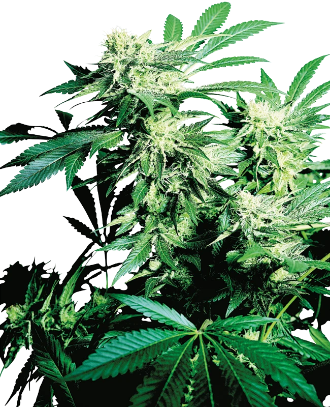 Skunk Kush