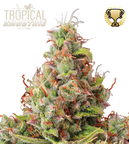 Tropical Zmoothie Auto