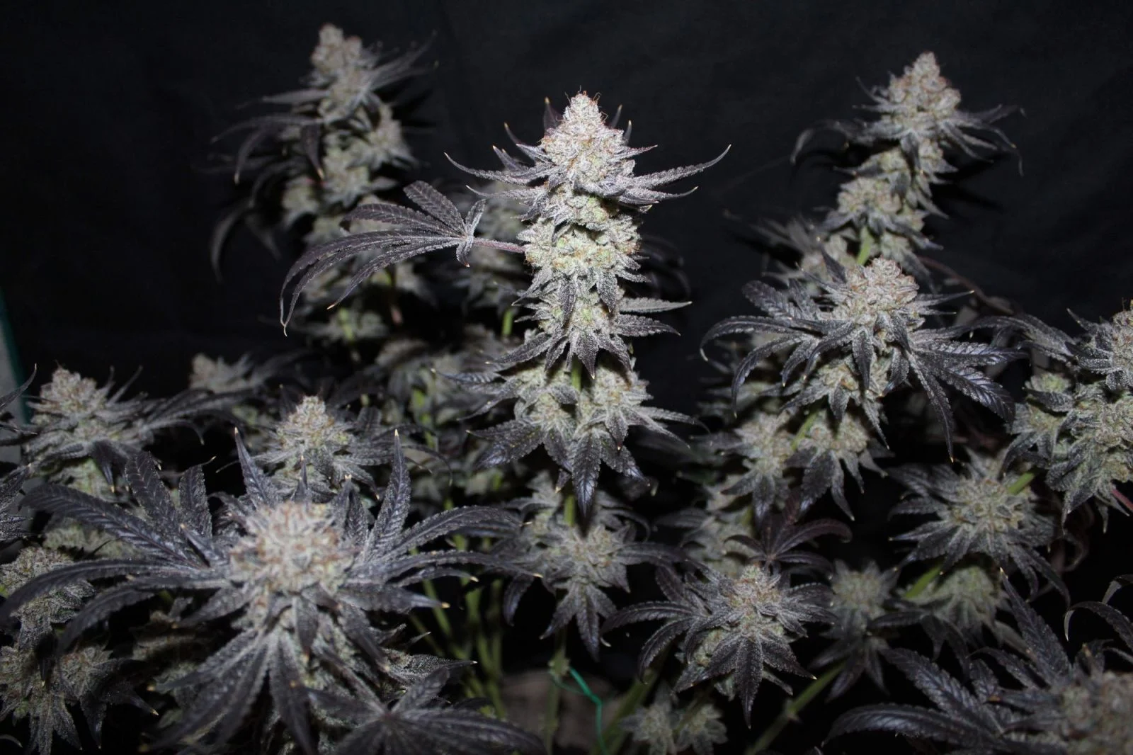 Tropicana Cookies FF