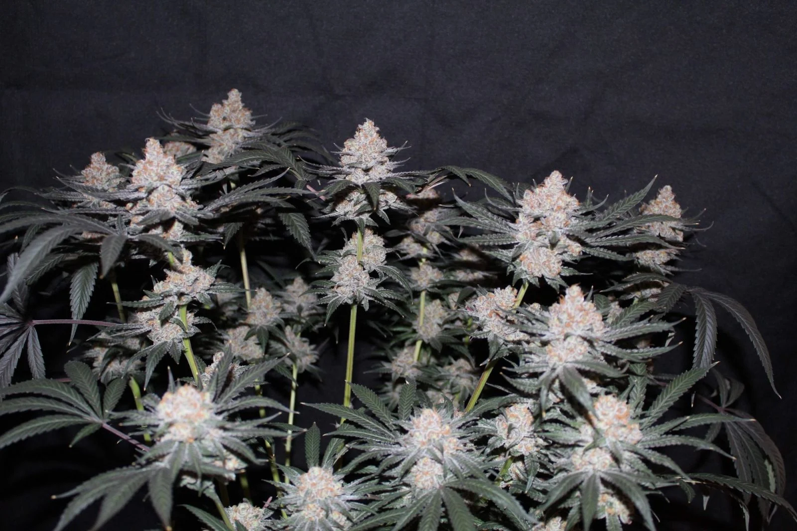Tropicana Cookies FF