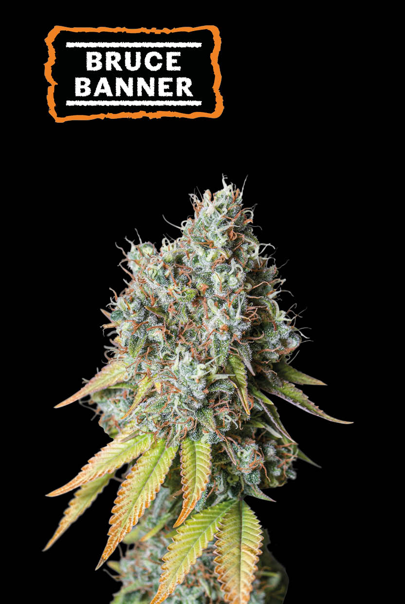 Bruce Banner Auto