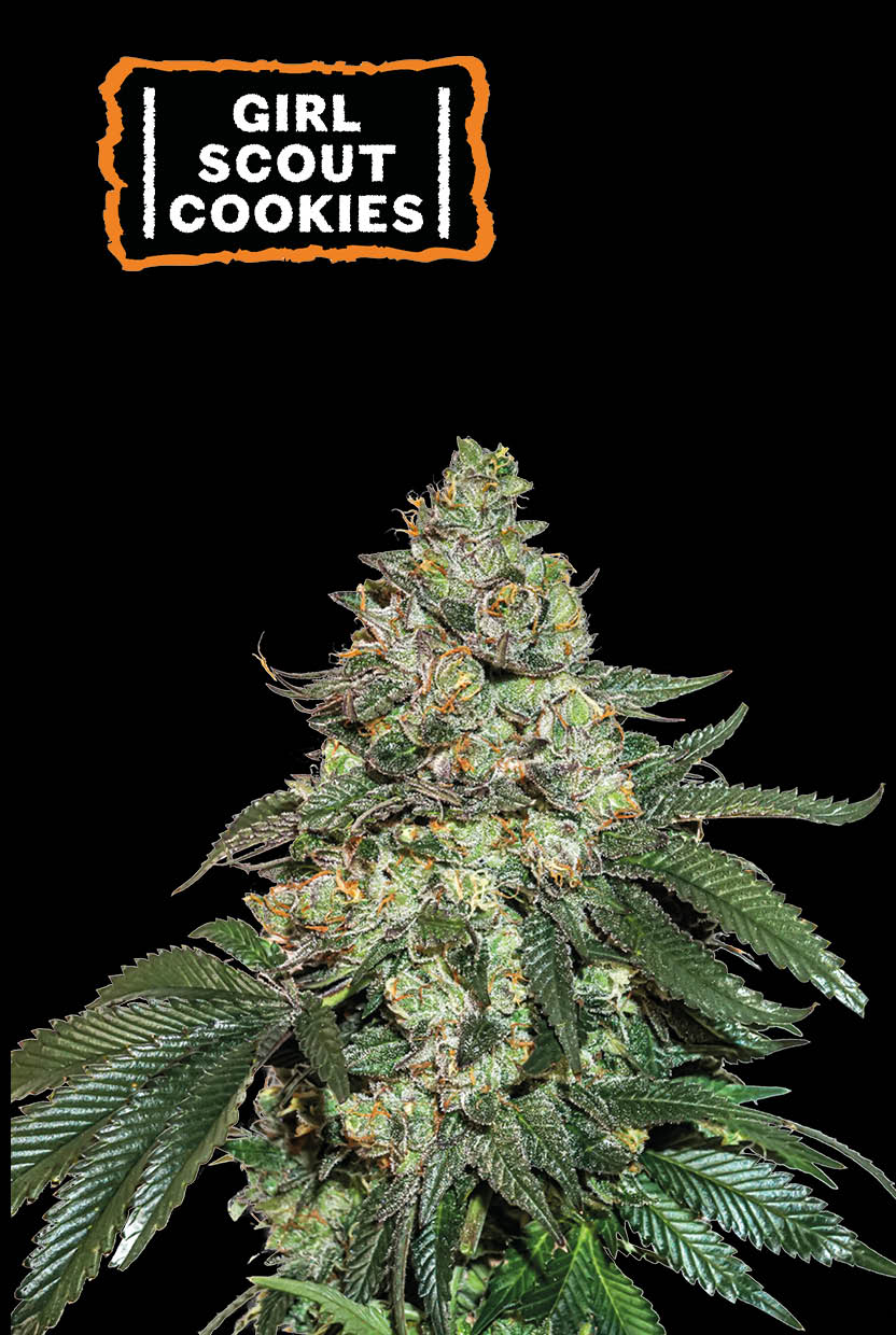 Girl Scout Cookies Auto