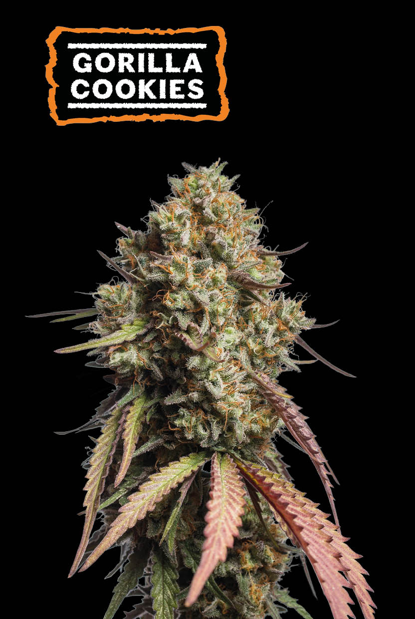 Gorilla Cookies Auto