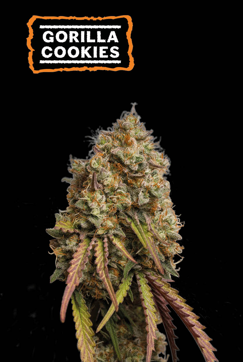 Gorilla Cookies