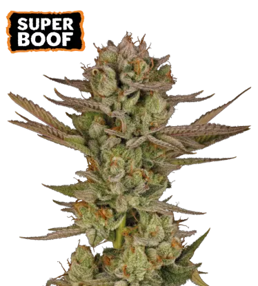 Super Boof