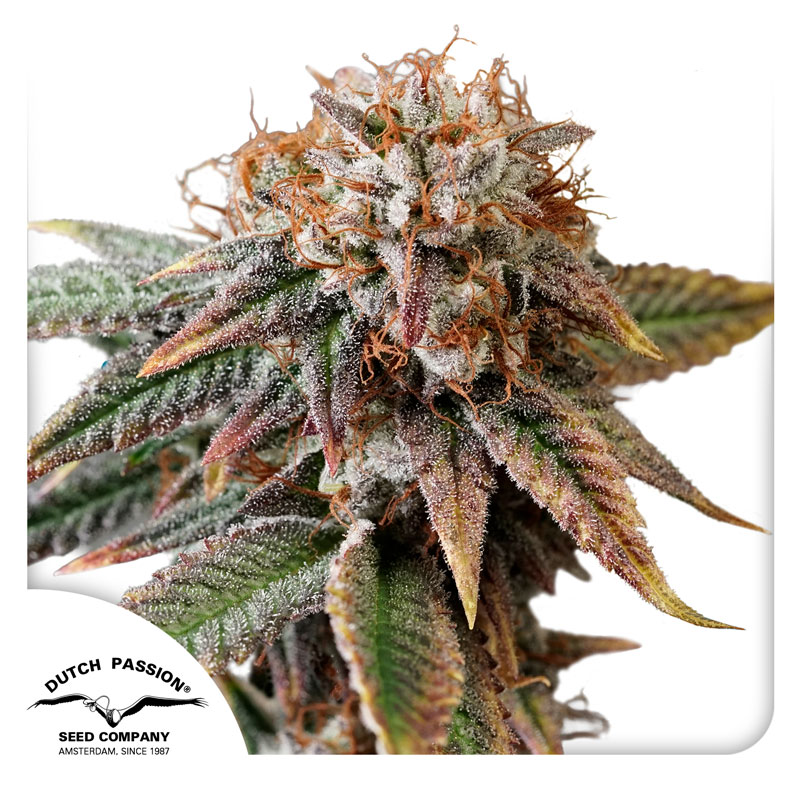 Auto Kingston Punch