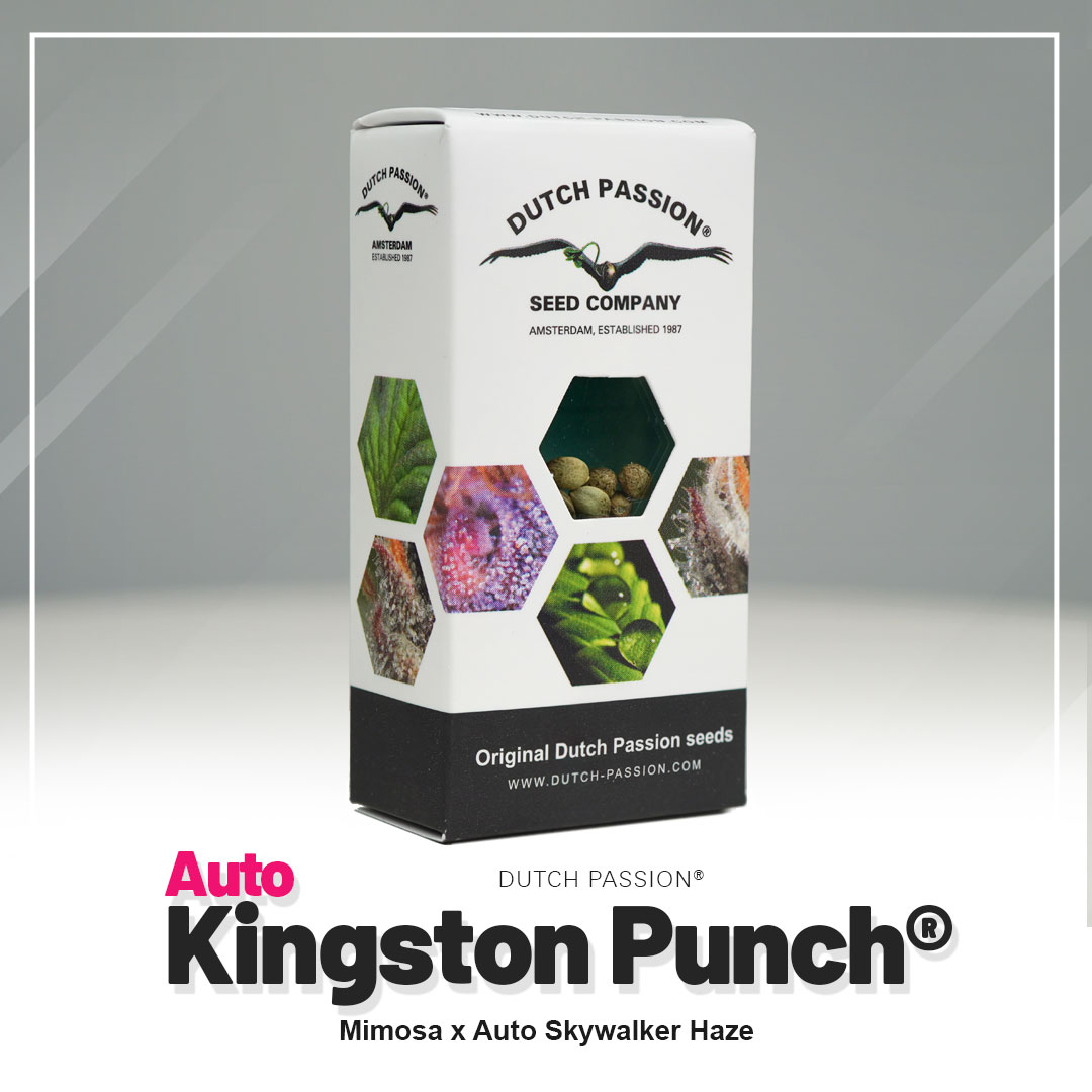 Auto Kingston Punch