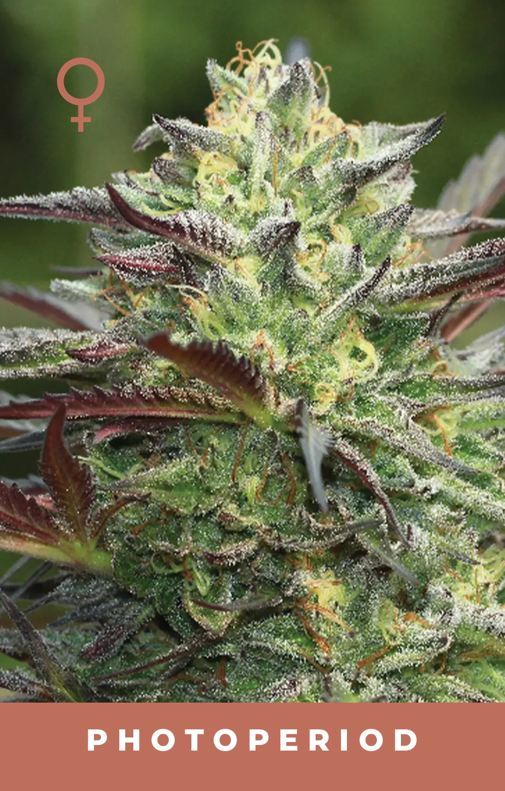 G.S. Cookies