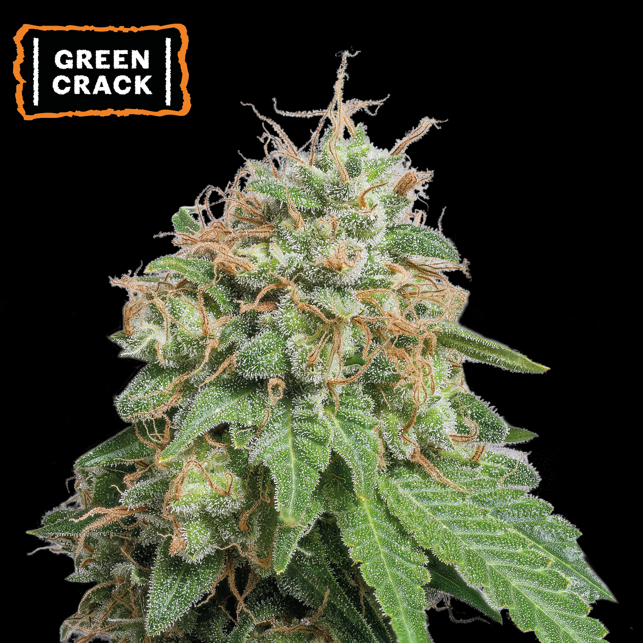 Green Crack Auto