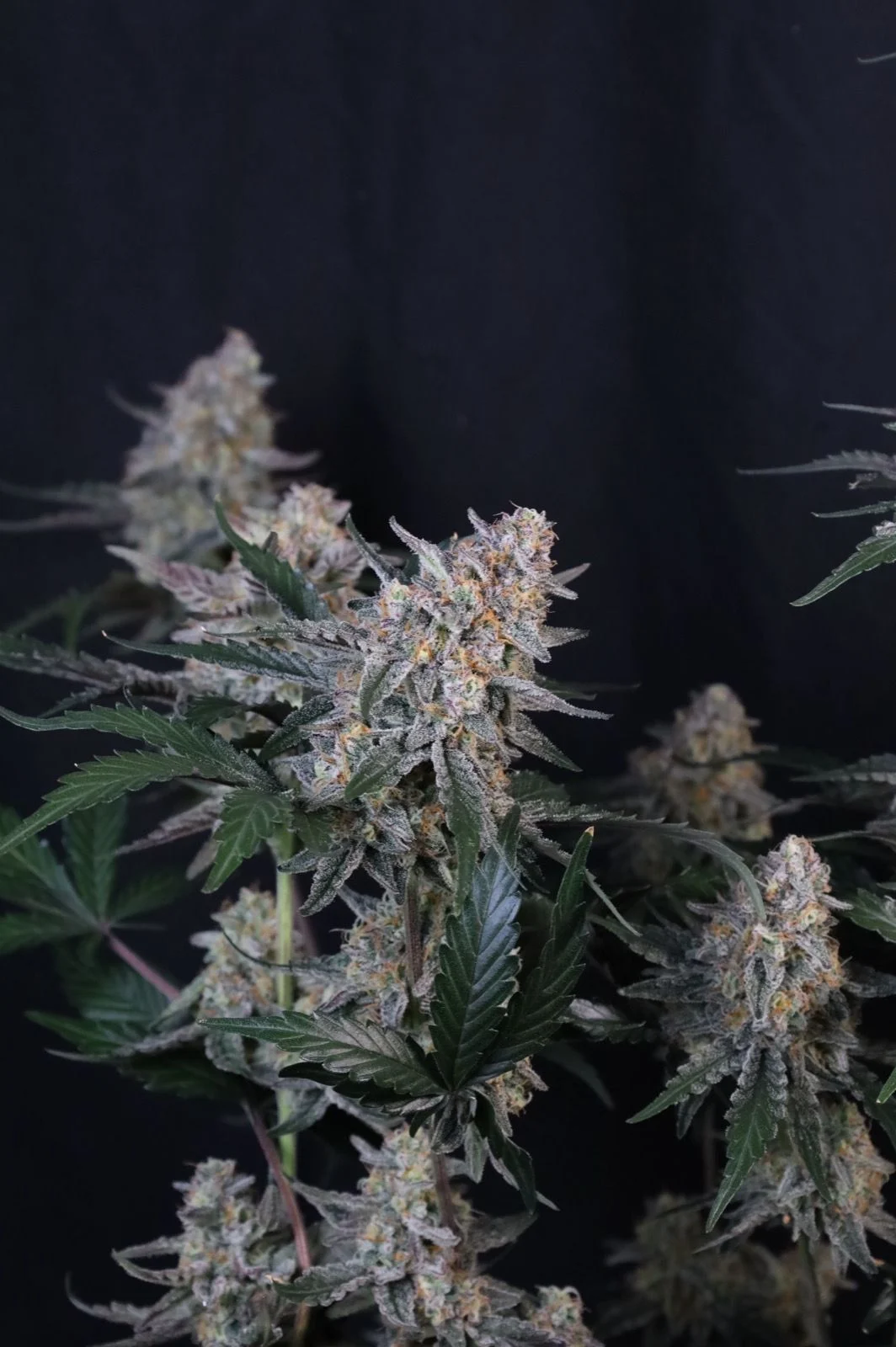 Guava Sundae Auto™