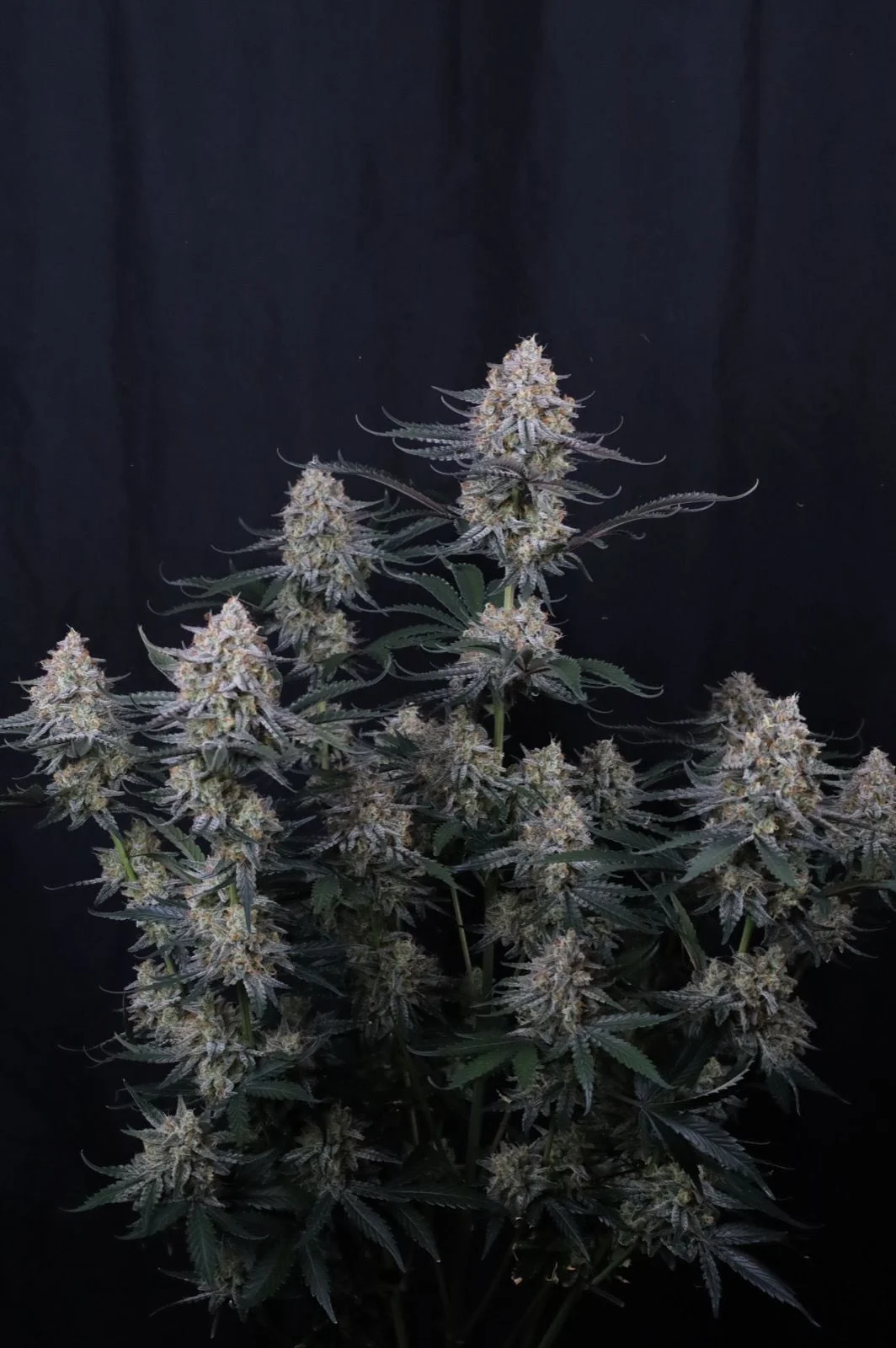 Guava Sundae Auto™