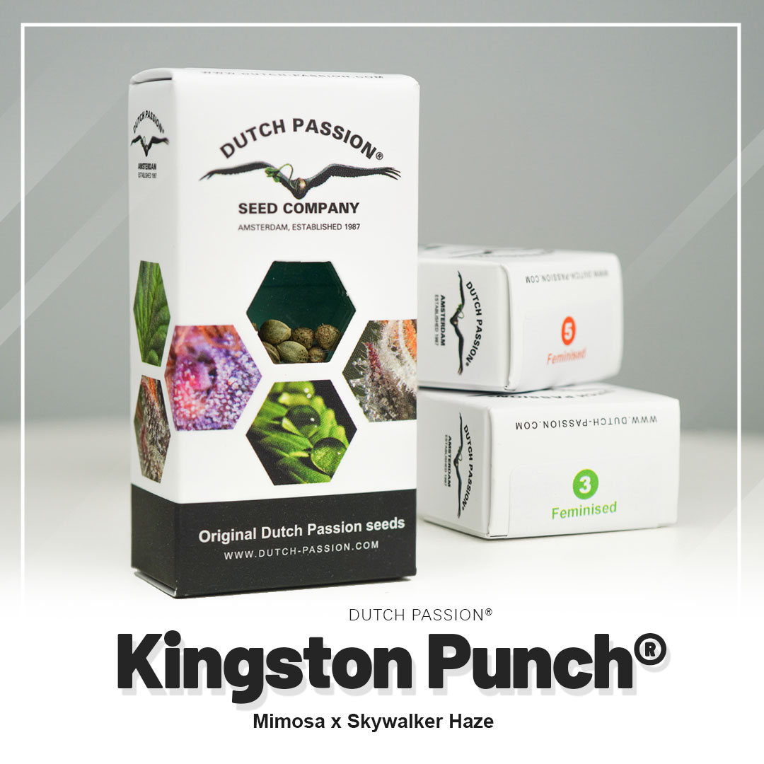 Kingston Punch