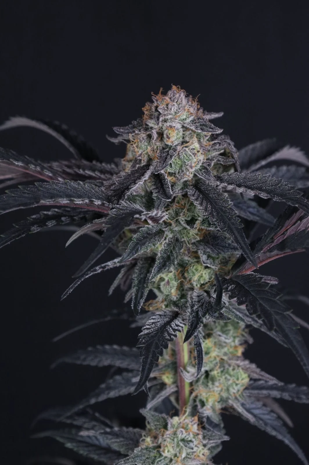 Mendo Frost Auto™