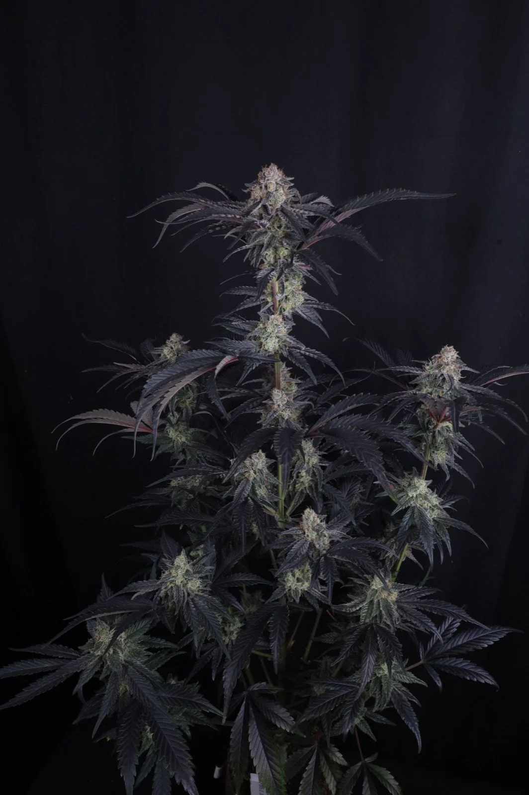 Mendo Frost Auto™