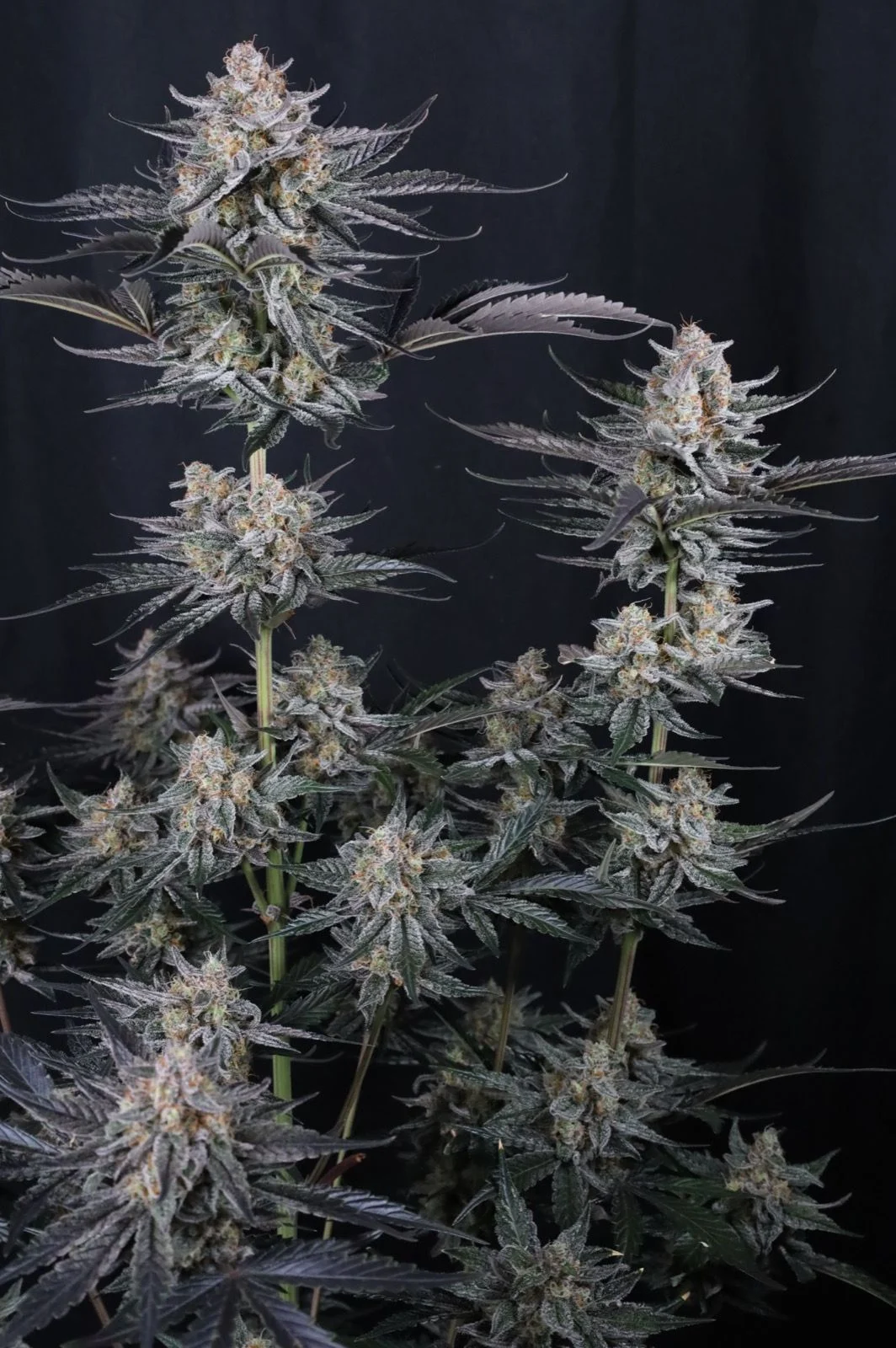 Mendo Guava Auto™
