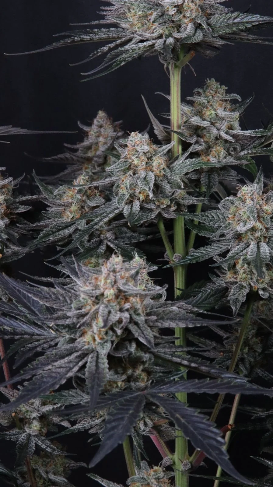 Mendo Guava Auto™