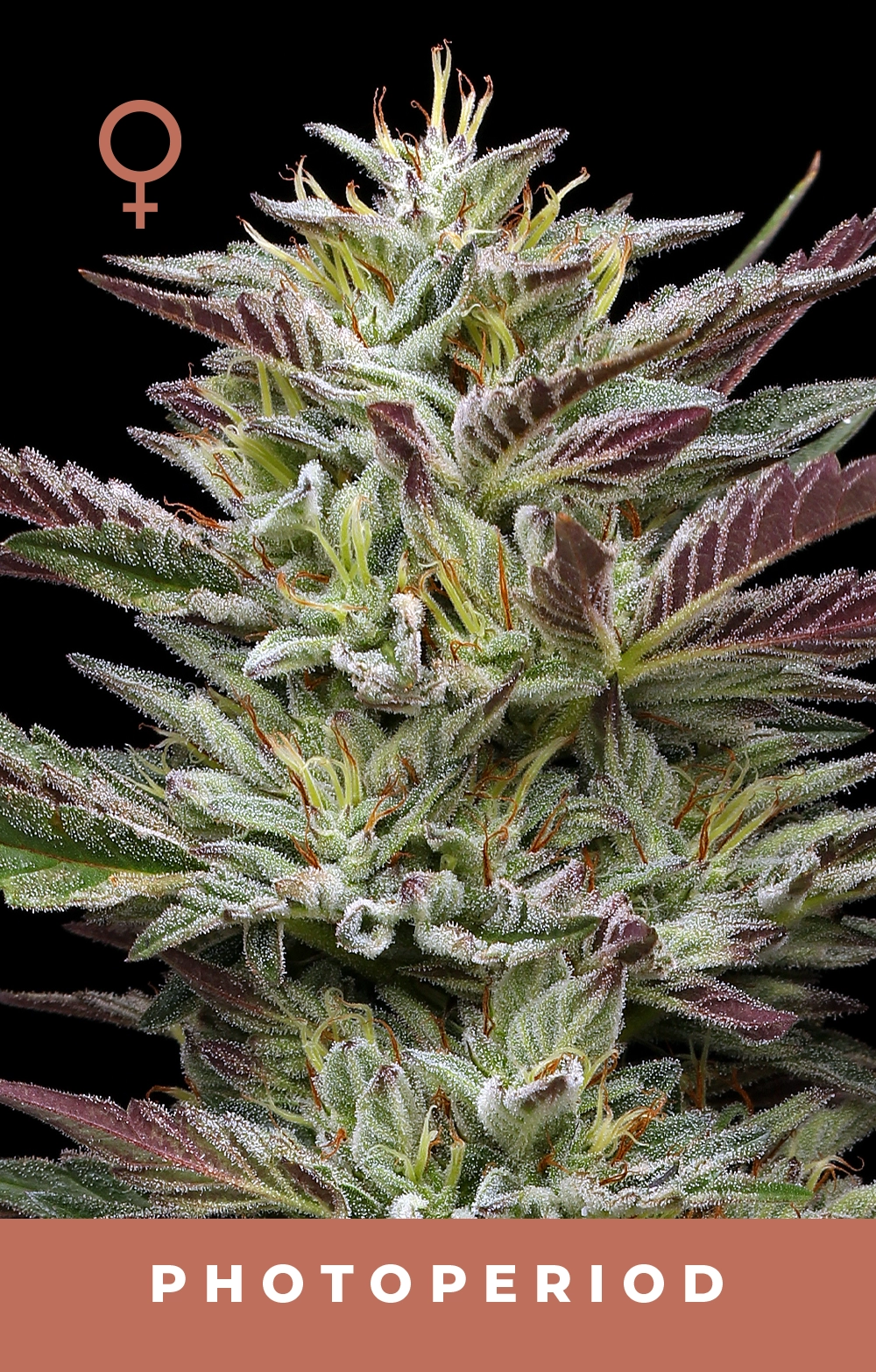 Nutter Budder