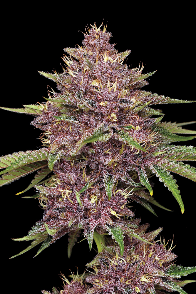 Purpz