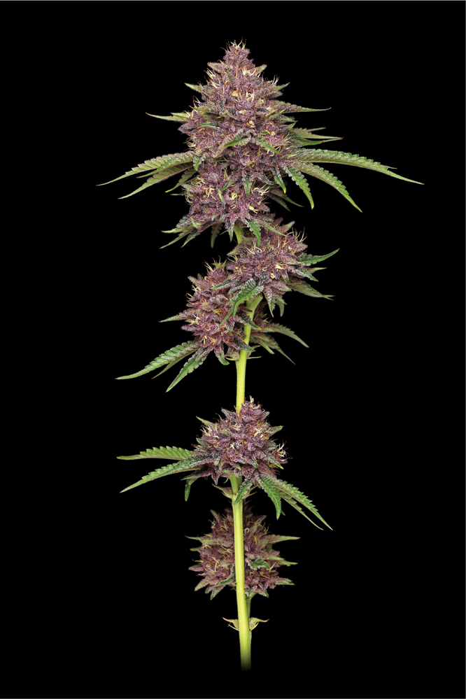 Purpz