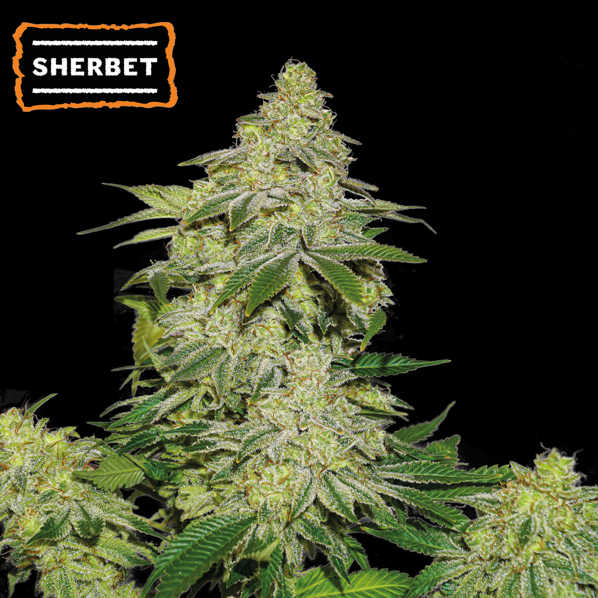 Sherbet Auto