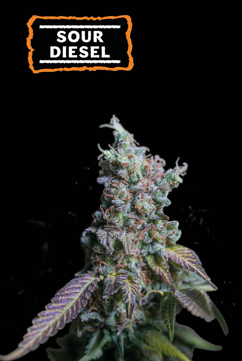 Sour Diesel Auto
