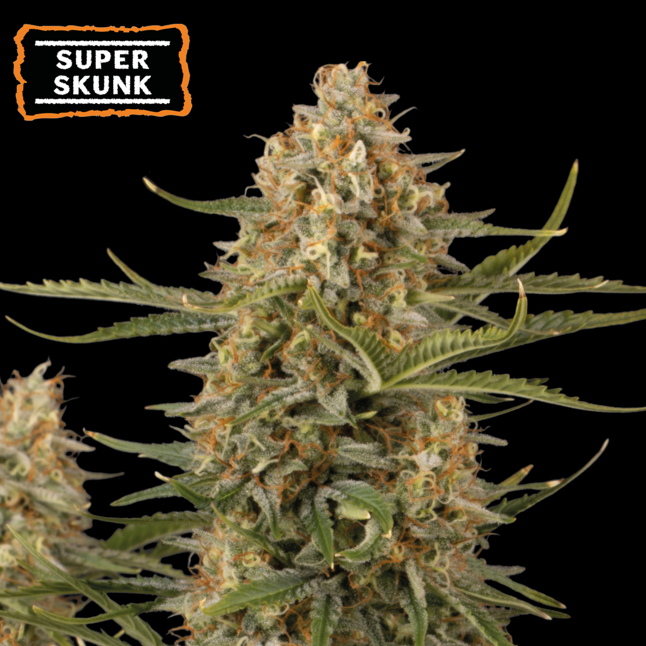 Super Skunk Auto