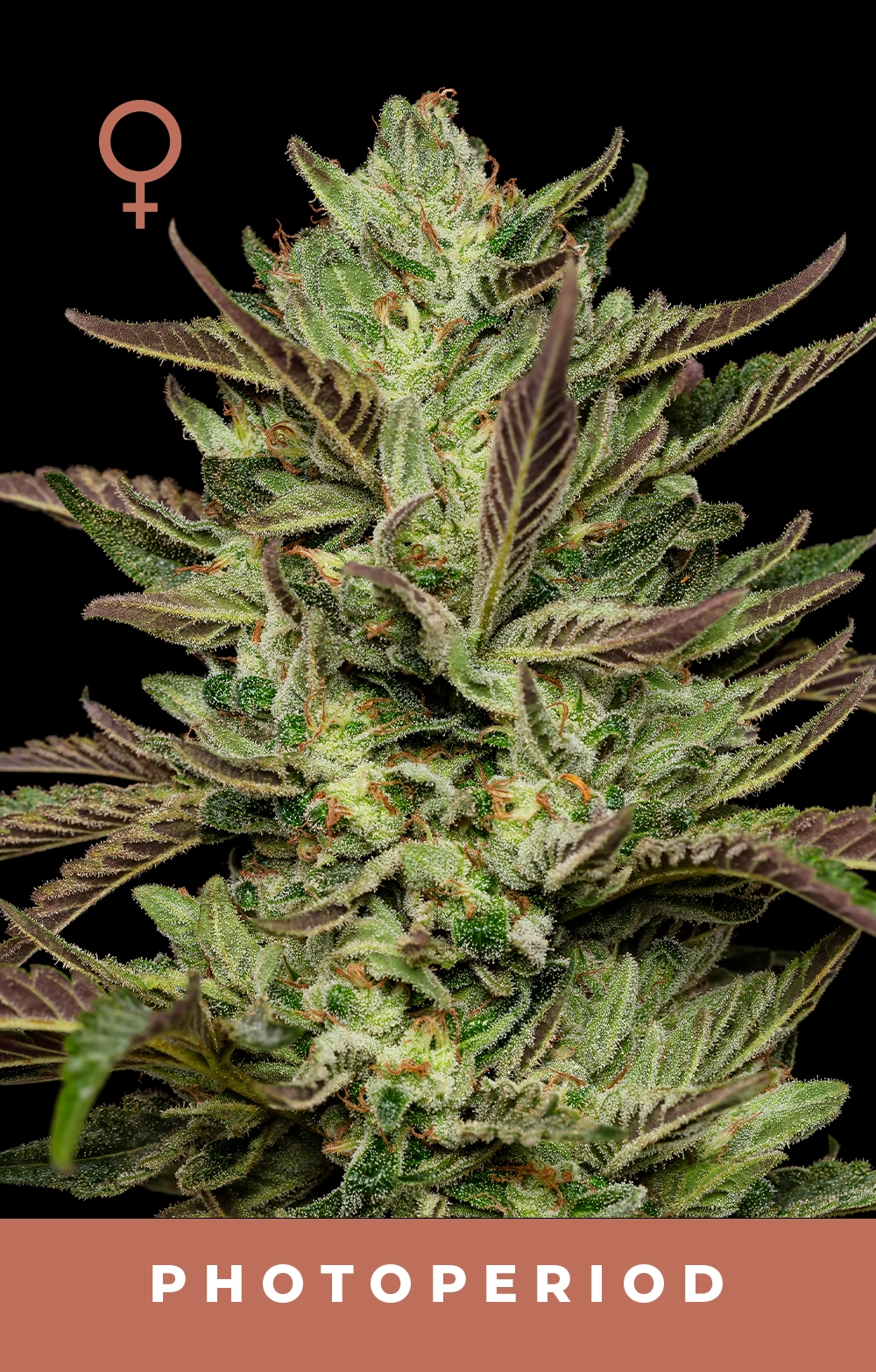 Collie Man Kush