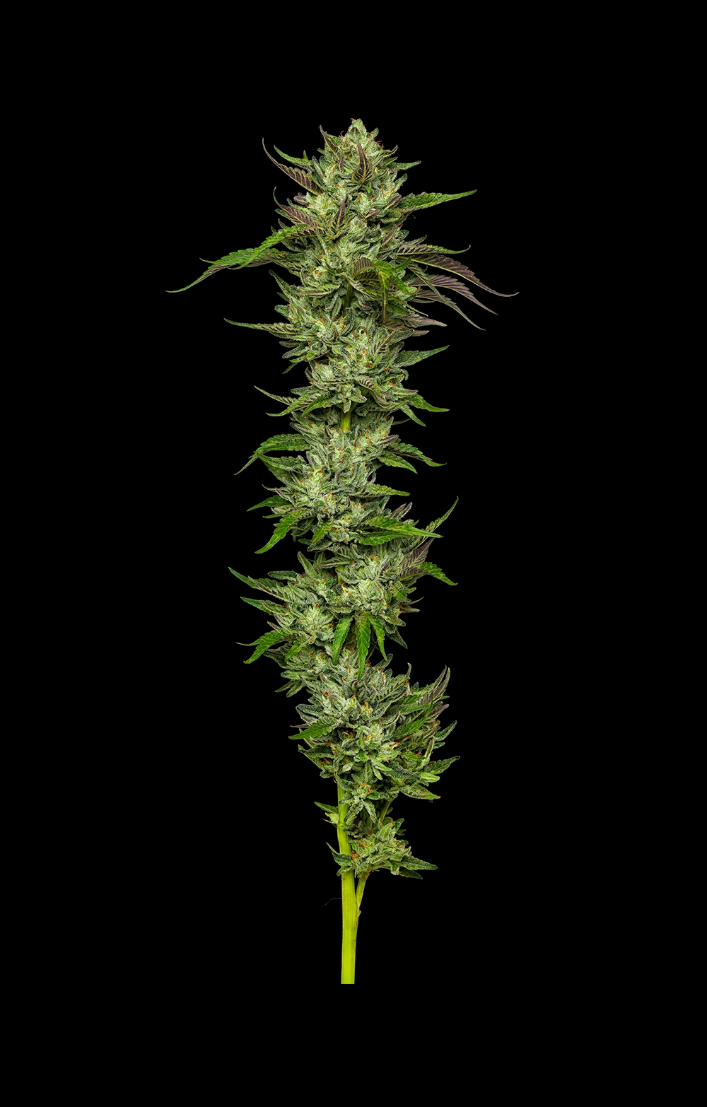 Collie Man Kush