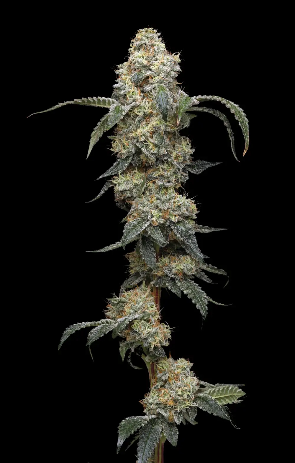 Farmer’s Daughter