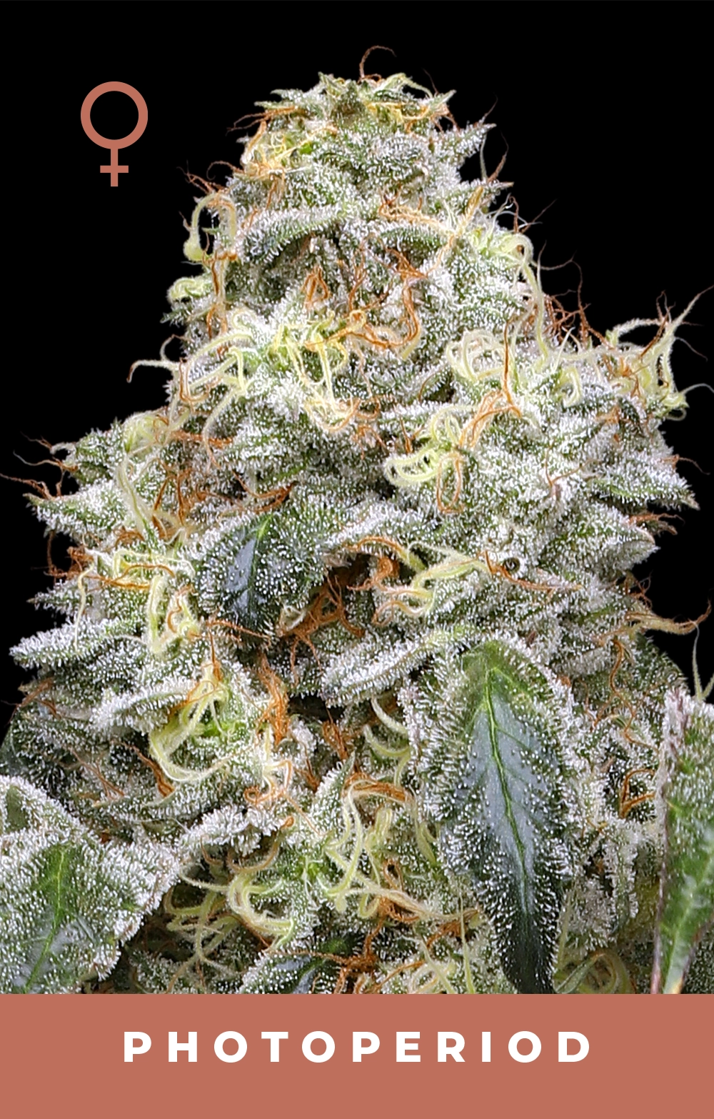 Farmer’s Daughter
