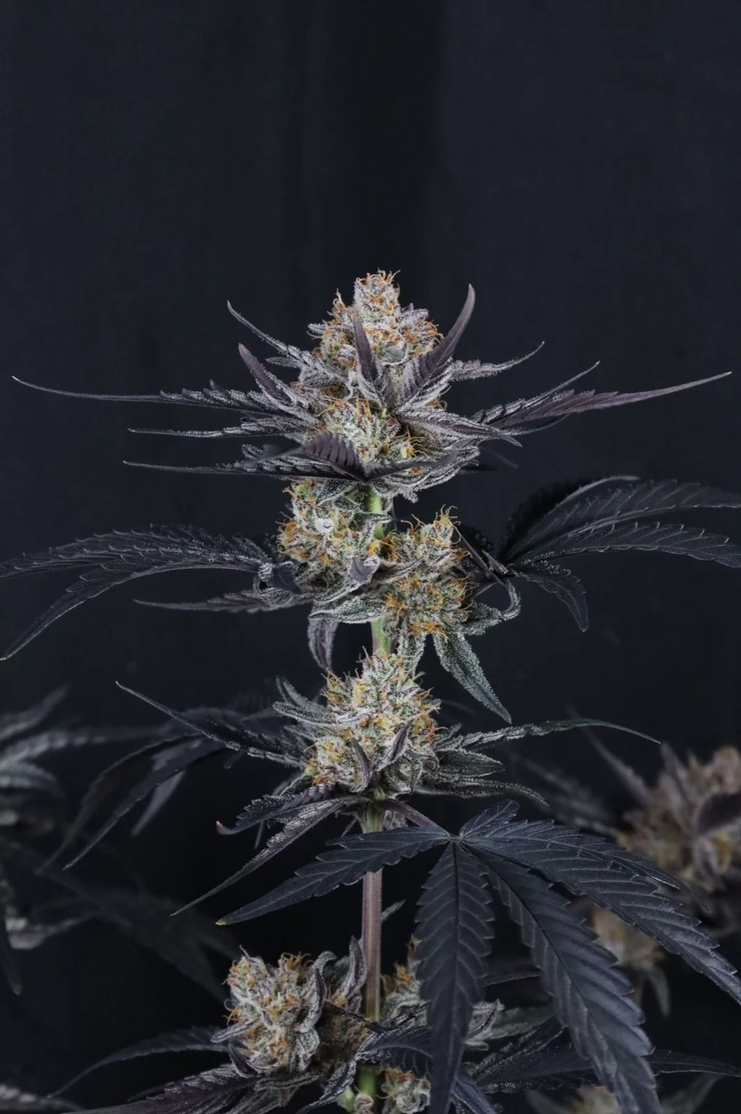 Guava Runtz Auto™