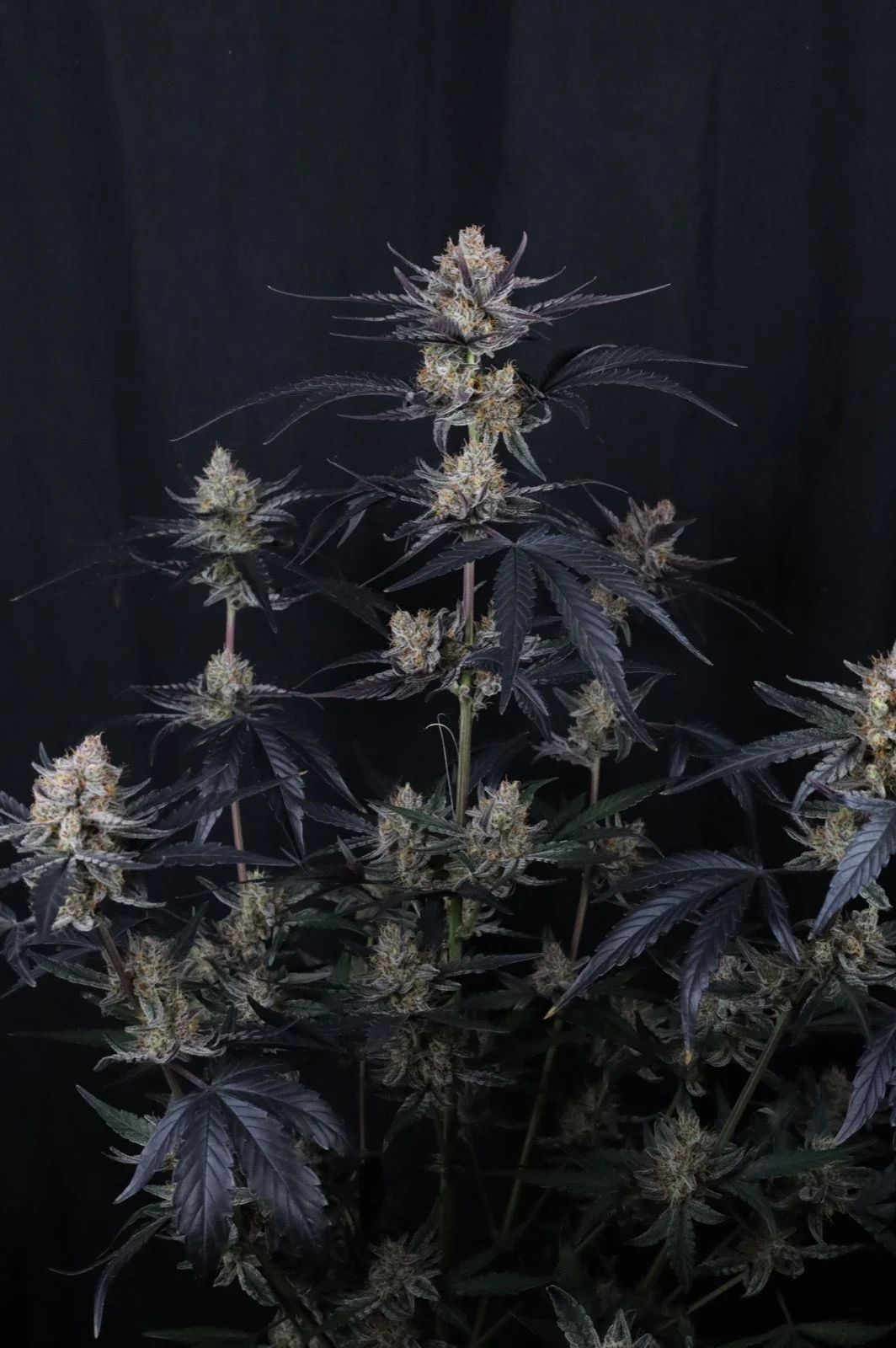 Guava Runtz Auto™