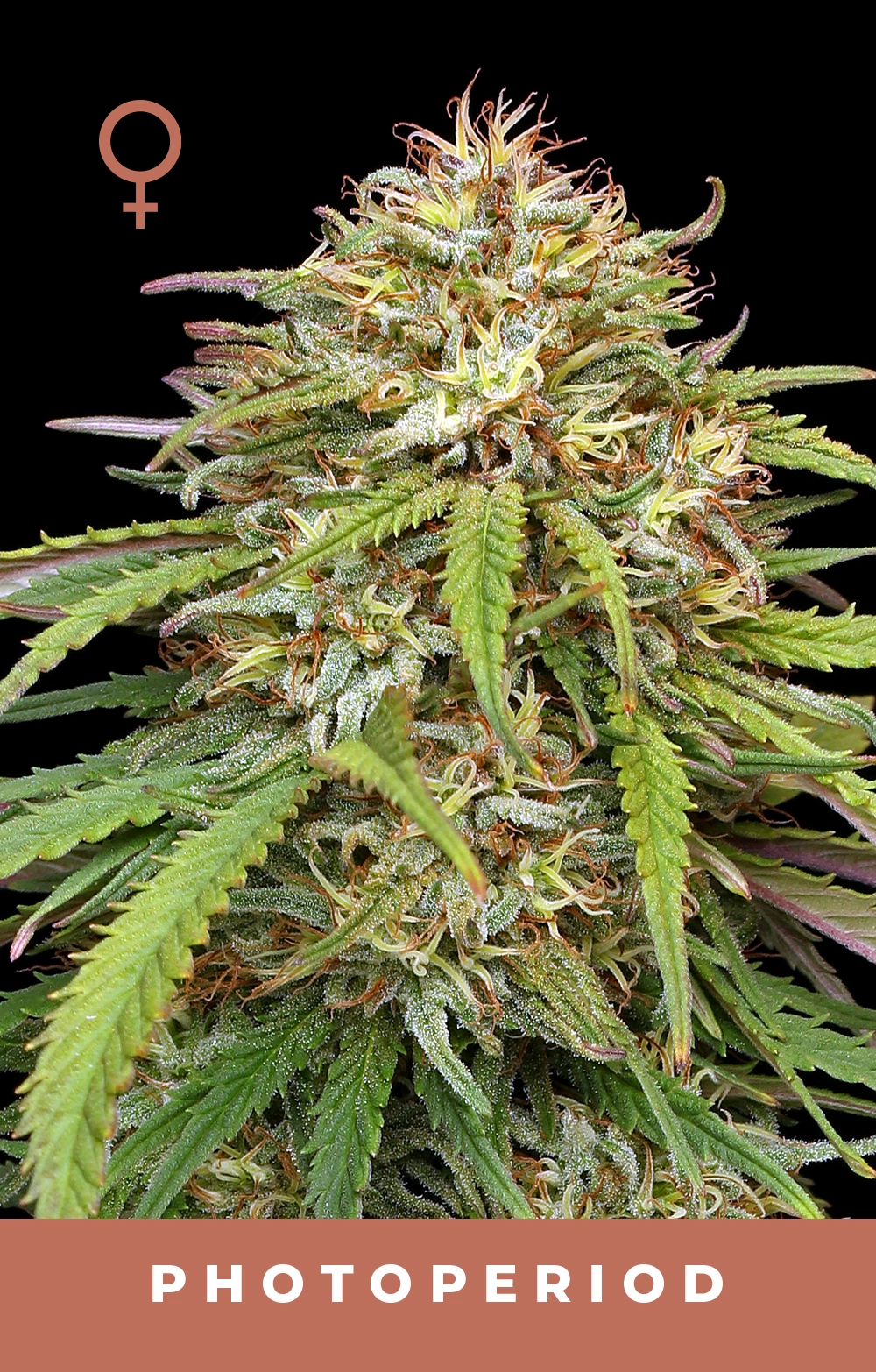 Ed Rosenthal’s Super High Life