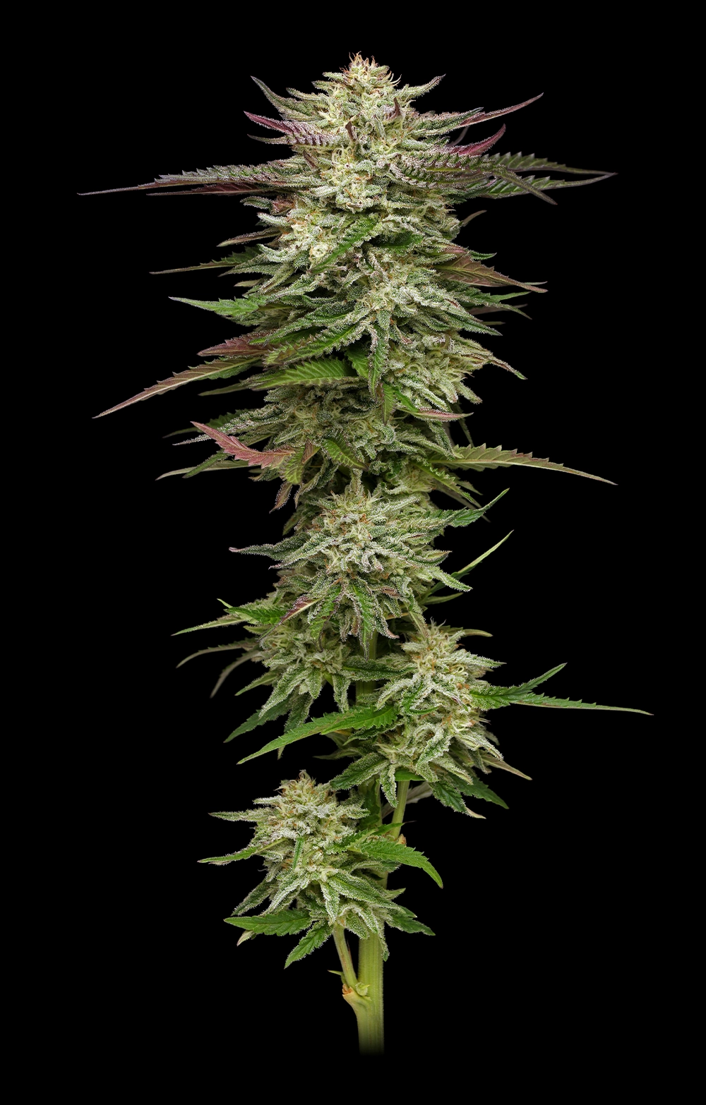 Humboldt Headband