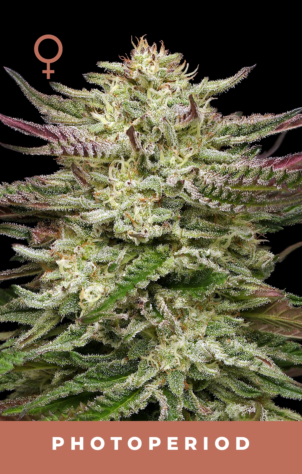 Humboldt Headband