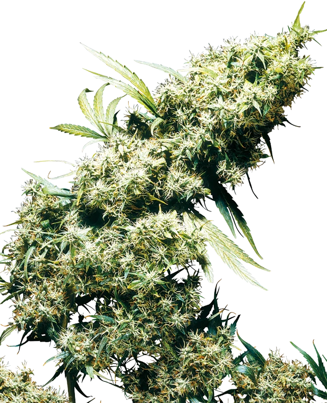 Jamaican Pearl