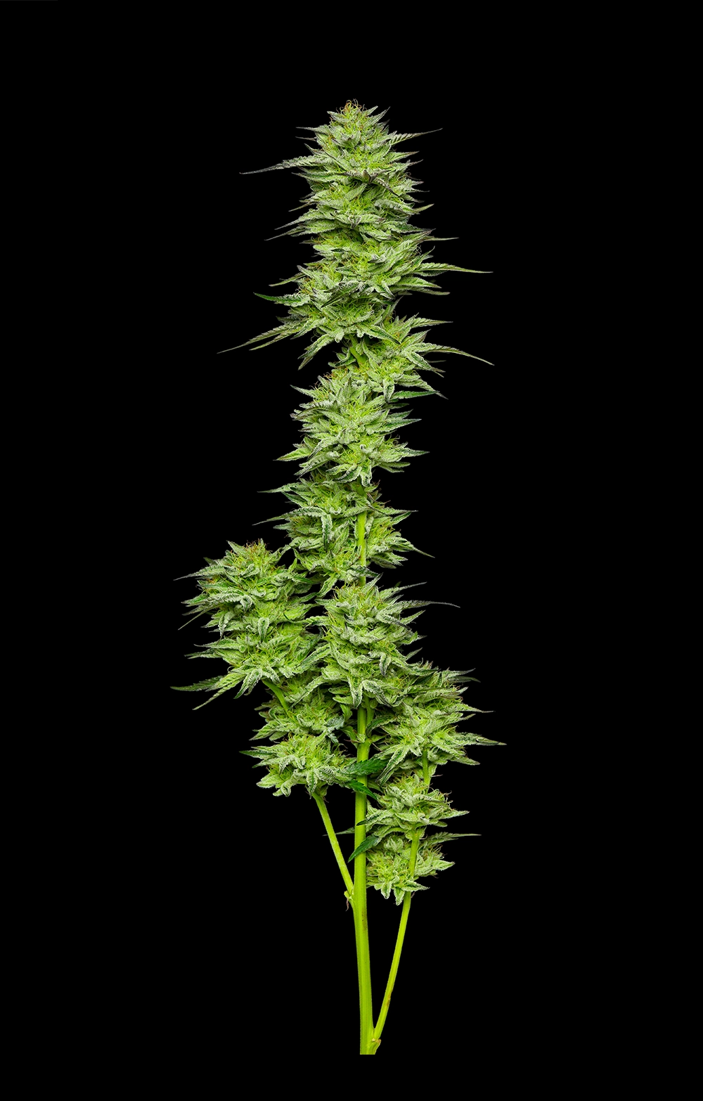 Mountaintop Mint