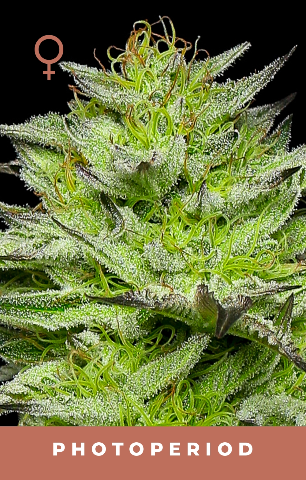Mountaintop Mint