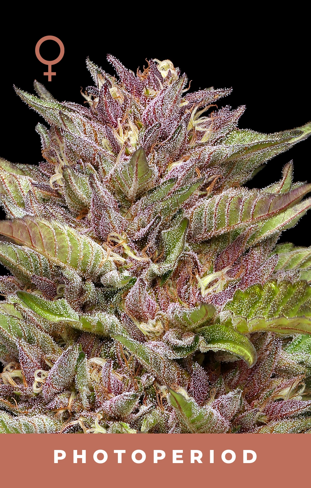 Pineapple Muffin