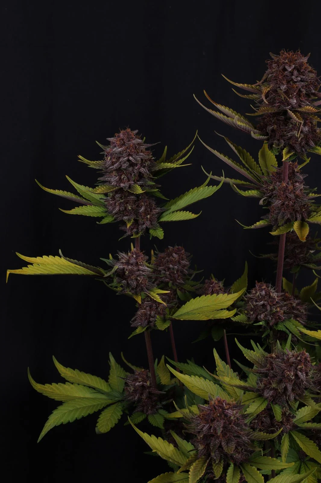 Purple Lemonade Auto RF3™