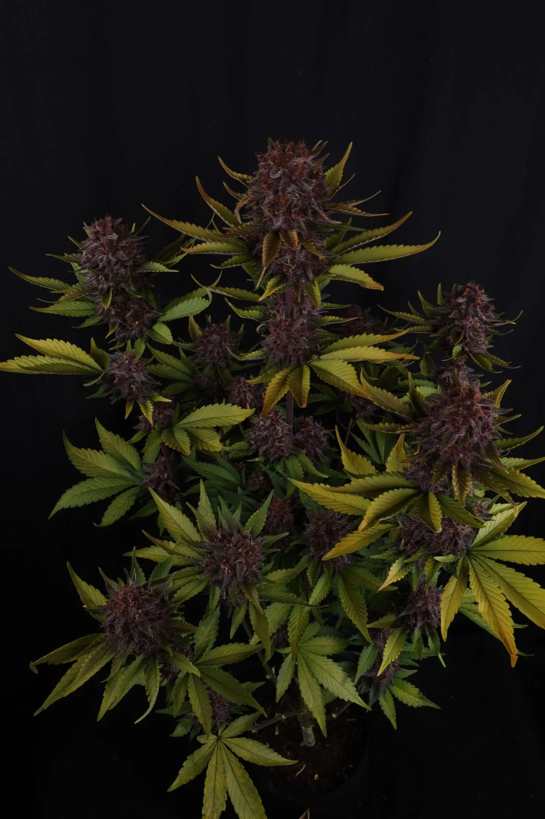 Purple Lemonade Auto RF3™