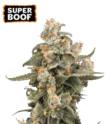Super Boof Auto