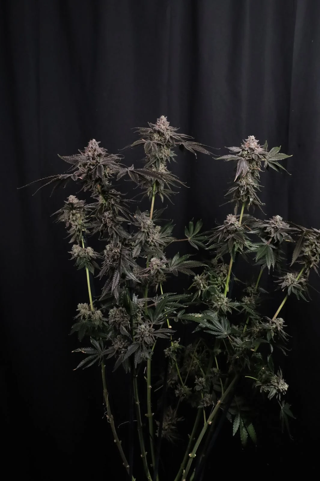 Z42™