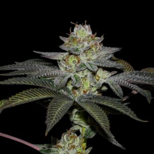 Coco Nutty X Fruity Pebbles OG