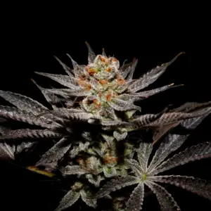Fuji Juice X Fruity Pebbles OG