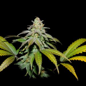 Guava X Fruity Pebbles OG